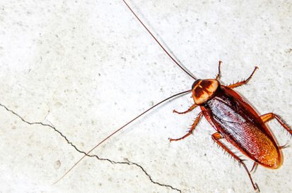 Por que as baratas “invadem” as casas no verão? Ciência explica