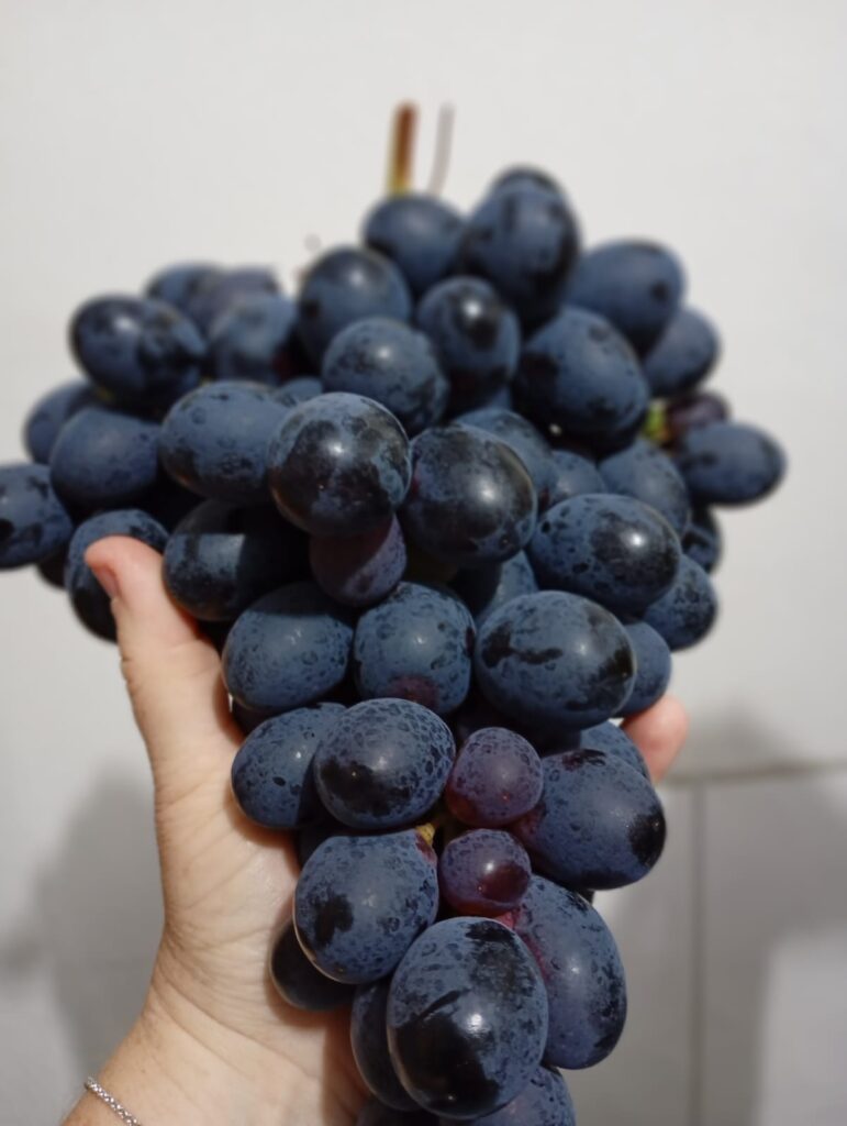 Gigante e doce: uva Núbia encanta consumidores em Bituruna